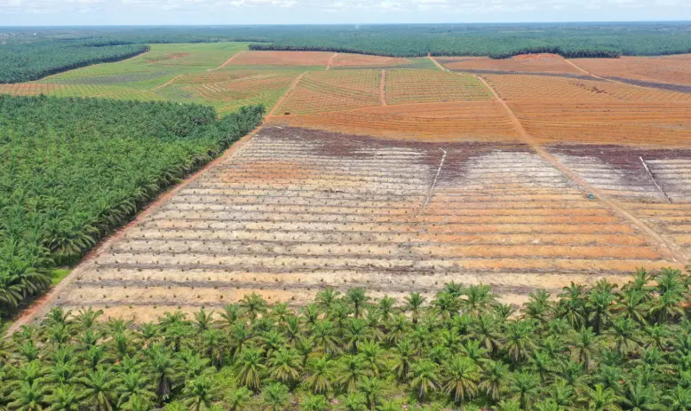 “Their team handled underbrushing, felling, and terracing efficiently and safely. Communication was clear throughout, and the final result exceeded our expectations.